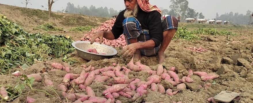 মিষ্টি আলুর(Sweet Potato)পুষ্টিগুণ ও উপকারিতা